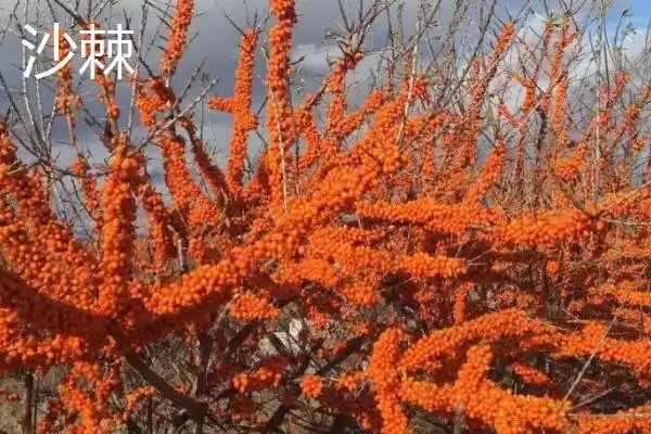 刺梨的产地主要在哪些地方呢,刺梨的产地插图4