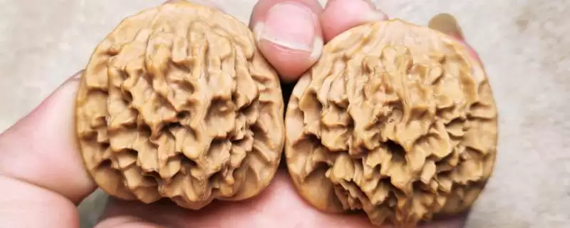 帝王狮子头核桃的介绍,帝王狮子头核桃是怎样的文玩核桃-会东网