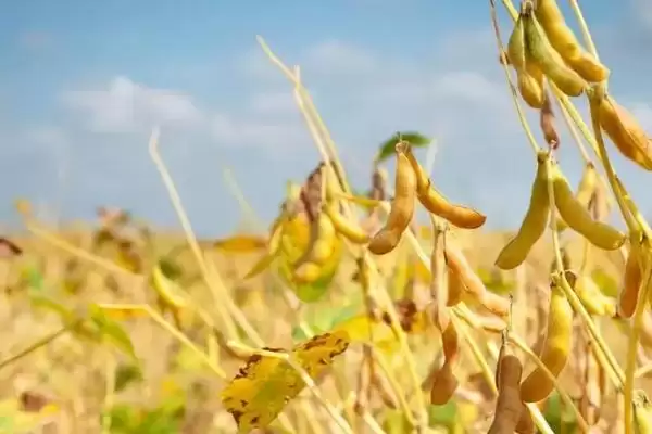 蒙科豆19大豆种的生育期有多少天？插图2