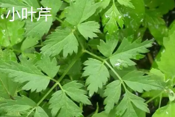 大叶芹和小叶芹的区别分析,大叶芹和小叶芹有哪些方面的区别插图2