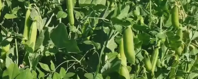 北方什么时候种豌豆比较好呢,北方何时种豌豆好-会东网