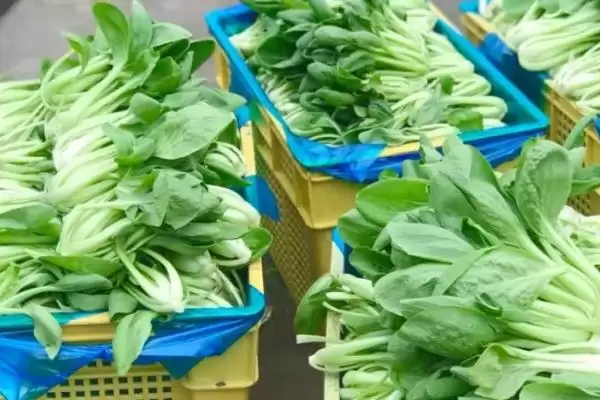 保存绿叶蔬菜有哪些方法和方式呢,保存绿叶蔬菜的方法插图1 保存绿叶蔬菜有哪些方法和方式呢,保存绿叶蔬菜的方法插图1