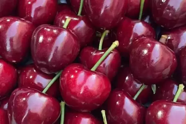 大樱桃的常见品种种类,大樱桃常见品种有哪些具体的种类插图2 大樱桃的常见品种种类,大樱桃常见品种有哪些具体的种类插图2