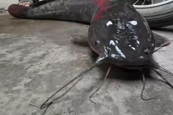 大口鲶鱼具有哪些特点呢,大口鲶鱼的特点插图1