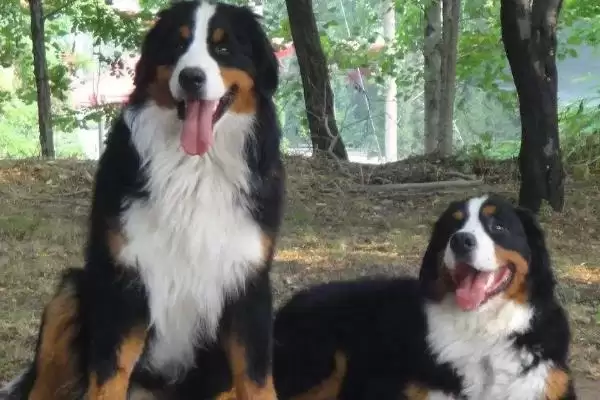 伯恩山犬有哪些基本情况呢,伯恩山犬简介插图1 伯恩山犬有哪些基本情况呢,伯恩山犬简介插图1