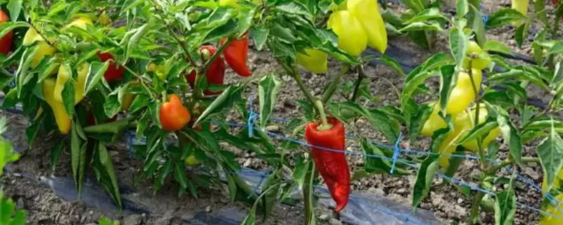 菜椒的播种时间在什么时候呢,菜椒的播种时间-会东网