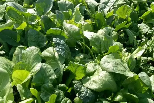 菠菜枯萎病要怎么进行防治呢,菠菜枯萎病怎么防治插图2