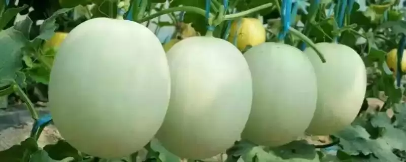 大棚洋香瓜如何进行肥水管理,大棚洋香瓜的肥水管理技术-会东网