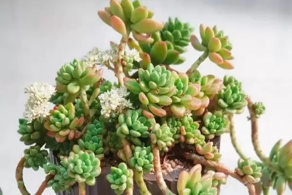 多肉植物种类划分,多肉植物有哪些常见的种类类型划分插图5