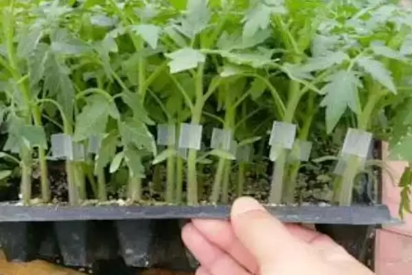 番茄苗嫁接的植物,番茄苗能嫁接哪些种类的植物作物插图4 番茄苗嫁接的植物,番茄苗能嫁接哪些种类的植物作物插图4