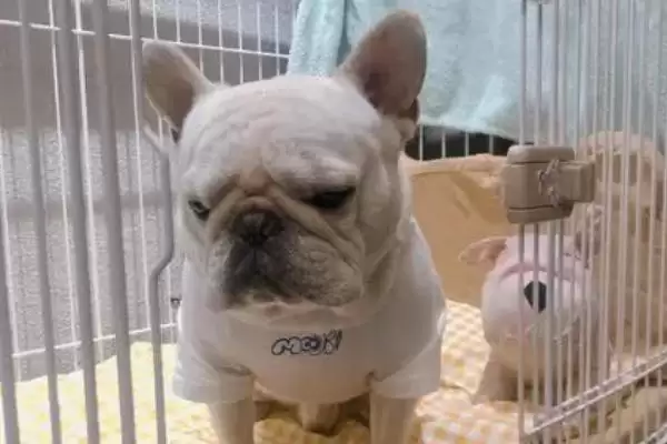 法斗的性格特点,法斗具有怎样的性格特点表现插图3