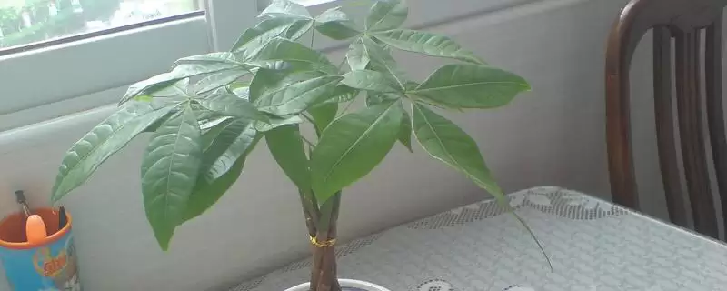 发财树发芽可能性,发财树只剩下树干还能不能再次发芽-会东网