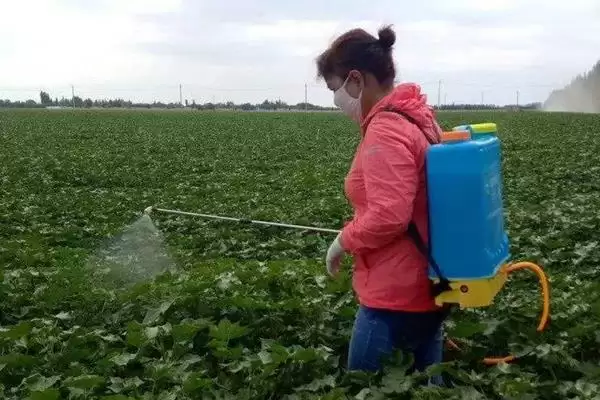 种植密大氮肥多等致棉花黄萎病发病原因解析插图5