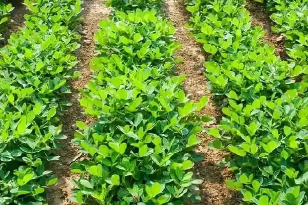 花生常见虫害蛴螬棉铃虫蚜虫类型全解析插图10