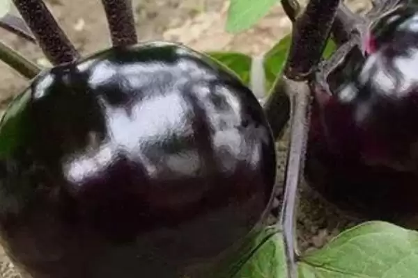 茄子常见有哪些颜色的种类?插图2 茄子常见有哪些颜色的种类?插图2