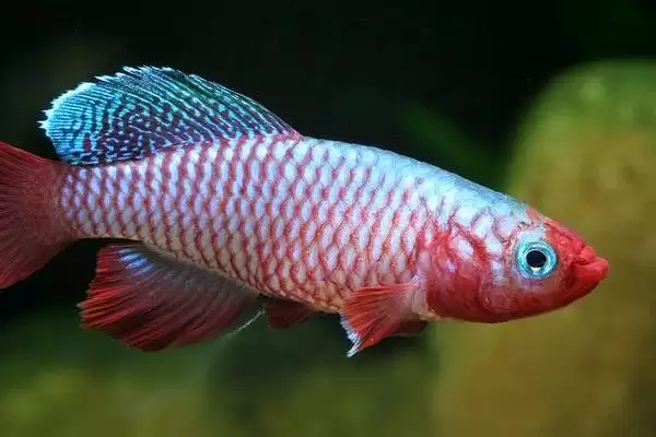 粉红佳人鳉鱼饲养,粉红佳人鳉鱼好不好养和饲养难度插图2 粉红佳人鳉鱼饲养,粉红佳人鳉鱼好不好养和饲养难度插图2