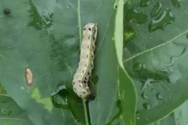 针对不同病虫害棉花田病虫害防治方法全解析插图3 针对不同病虫害棉花田病虫害防治方法全解析插图3