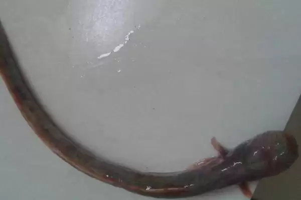 狼牙虾虎鱼的食物来源有哪些小的鱼虾蠕虫？插图3