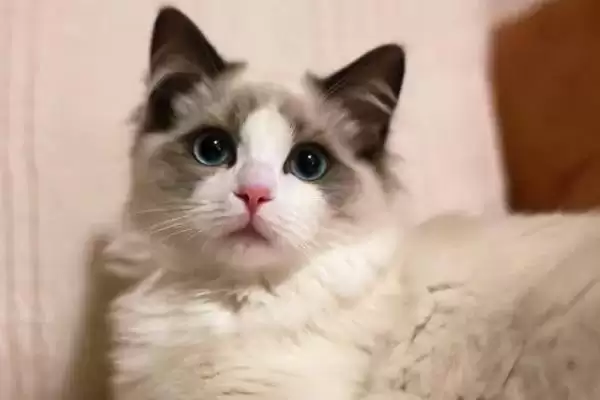 布偶猫为什么价格那么贵呢,布偶猫为什么那么贵插图1 布偶猫为什么价格那么贵呢,布偶猫为什么那么贵插图1