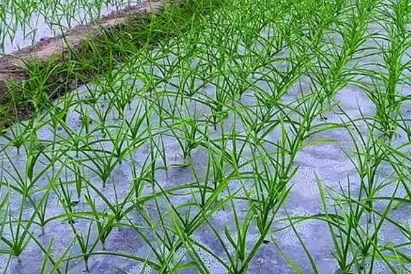 大蒜返青期如何进行管理,大蒜返青期管理办法插图1
