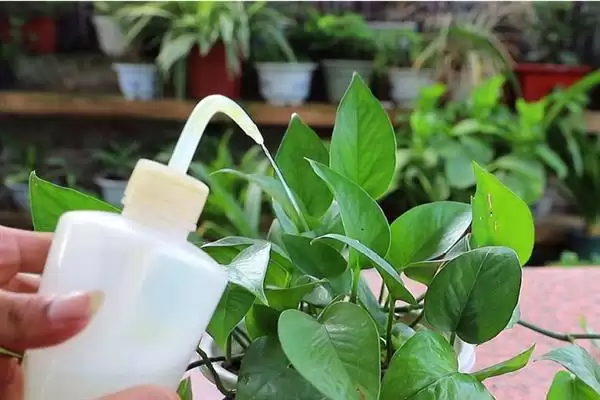 绿萝在春季隔多久浇一次水比较合适？插图2