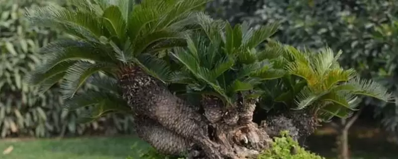 菠萝铁树的夏季养殖技巧有哪些呢,菠萝铁树的夏季养殖技巧-会东网