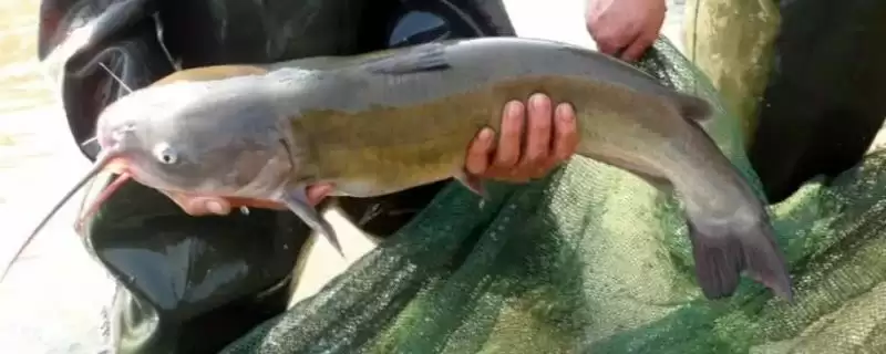 大口鲶鱼具有哪些特点呢,大口鲶鱼的特点-会东网
