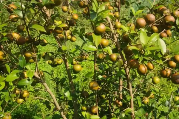 大果寒露2号油茶有什么特点呢,大果寒露2号油茶插图1