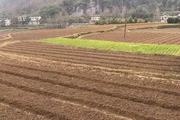 大葱如何进行育苗操作和方法,大葱怎么育苗插图1