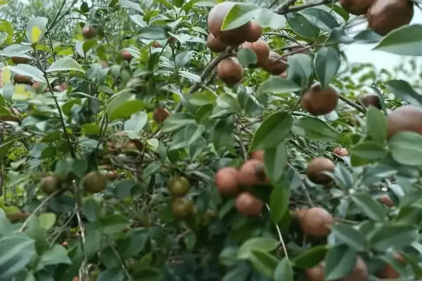 大果寒露2号油茶有什么特点呢,大果寒露2号油茶插图2