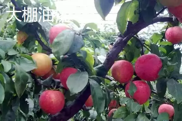 大棚油桃和露天油桃有何区别,大棚油桃和露天油桃有什么区别插图3