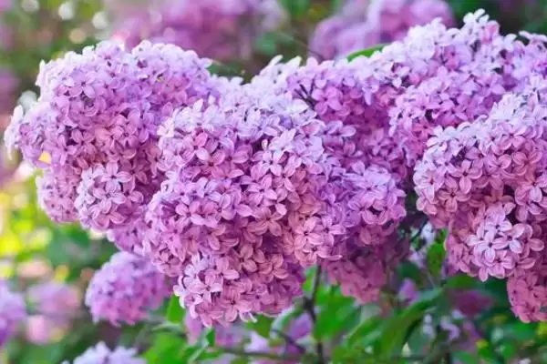 丁香花的植物基本介绍,丁香花是怎样的落叶灌木或小乔木插图3
