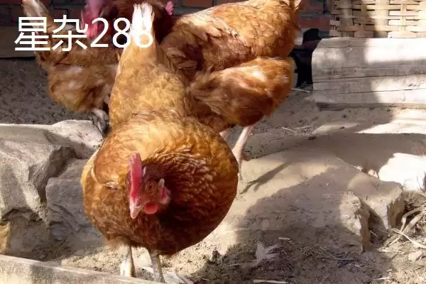 产蛋率高的母鸡有哪些品种呢,产蛋率高的母鸡品种插图6