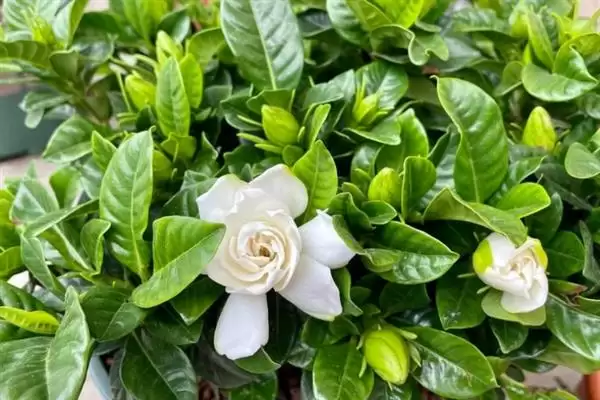 冬季栀子花黄叶处理方法,冬季栀子花黄叶干枯掉叶怎么处理插图6