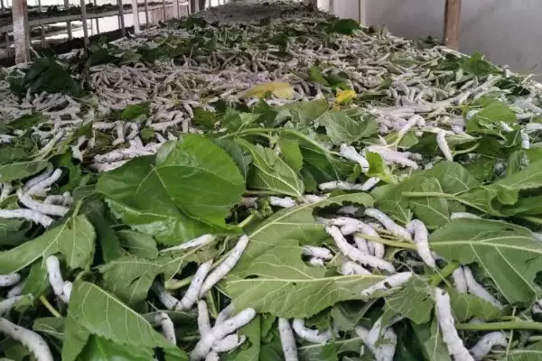 蚕屎能不能用来做肥料呢,蚕屎能做肥料吗插图2