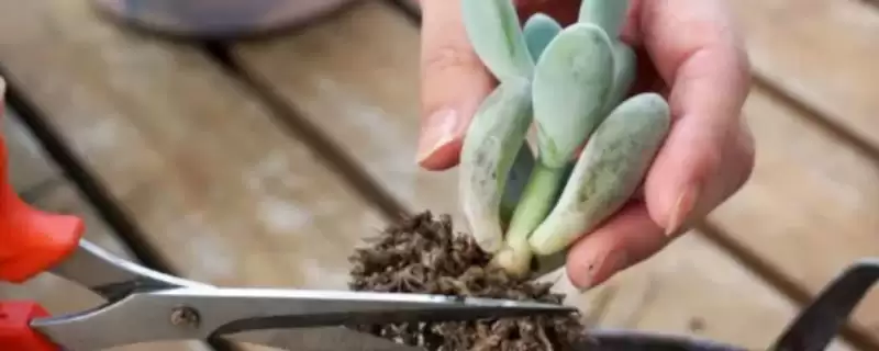 多肉换土的间隔时间,多肉换土的间隔时间是多久一次-会东网