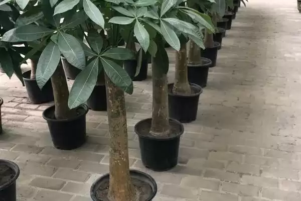 发财树发芽可能性,发财树只剩下树干还能不能再次发芽插图2 发财树发芽可能性,发财树只剩下树干还能不能再次发芽插图2