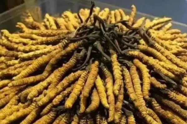 冬虫夏草的生长过程,冬虫夏草的生长过程是怎样的情况插图3