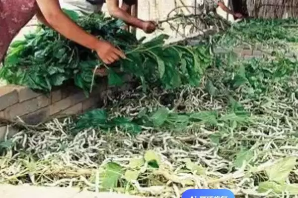 蚕屎能不能用来做肥料呢,蚕屎能做肥料吗插图3