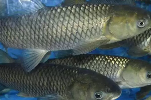 草鱼比鲤鱼贵的原因是什么呢,草鱼比鲤鱼贵的原因插图2