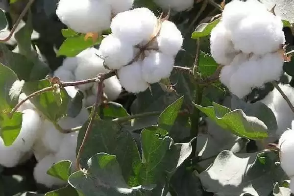 棉花分播种期苗期蕾期花铃期吐絮期生长阶段插图3