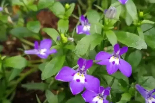 半边莲的繁殖方法和方式是怎样呢,半边莲的繁殖方法插图1 半边莲的繁殖方法和方式是怎样呢,半边莲的繁殖方法插图1