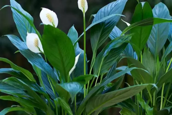 白掌的繁殖方式,白掌的繁殖方法有哪些种类插图2