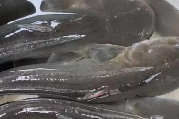 大口鲶鱼具有哪些特点呢,大口鲶鱼的特点插图3