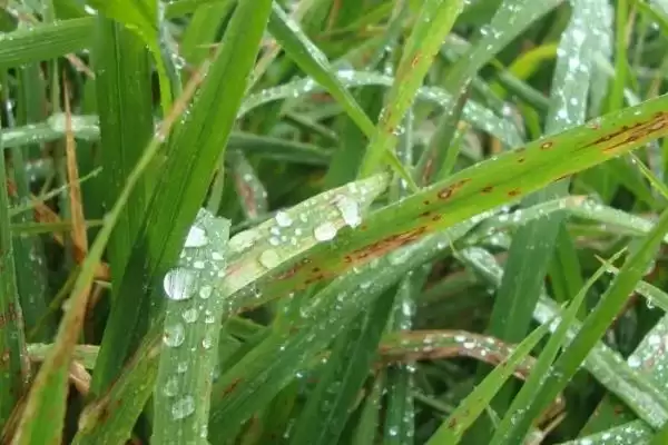 打了除草剂后多久会见到效果,打了除草剂多久见效插图3