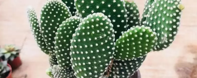 多肉植物种类划分,多肉植物有哪些常见的种类类型划分-会东网