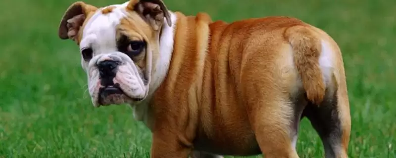 斗牛犬的种类划分,斗牛犬的种类在不同国家有何特点-会东网