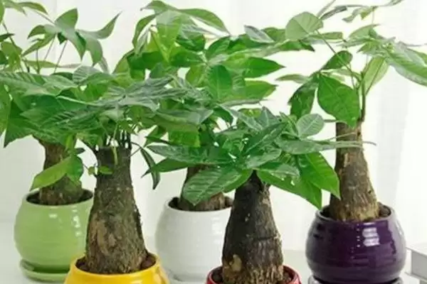 发财树摆放的禁忌,发财树摆放有哪些禁忌插图2