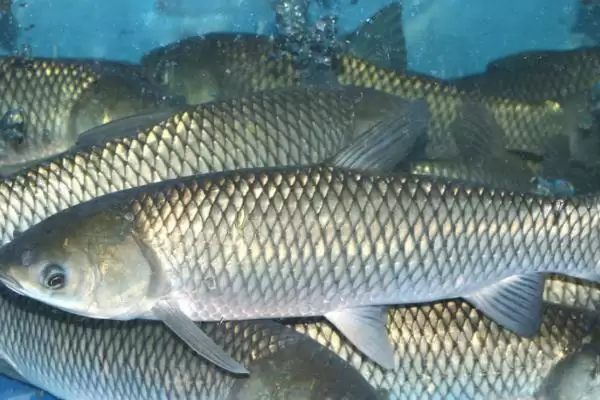 草鱼的繁殖方法和过程是怎样呢,草鱼怎么繁殖插图2 草鱼的繁殖方法和过程是怎样呢,草鱼怎么繁殖插图2