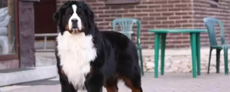 伯恩山犬有哪些基本情况呢,伯恩山犬简介插图 伯恩山犬有哪些基本情况呢,伯恩山犬简介插图